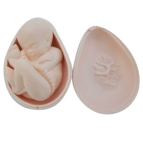 3 in 1 หุ่นโปร่งใสแสดงโครงกระดูกและอวัยวะภายในของหญิงตั้งครรภ์ (Pregnant Body Transparent DIY Model) - Image 6