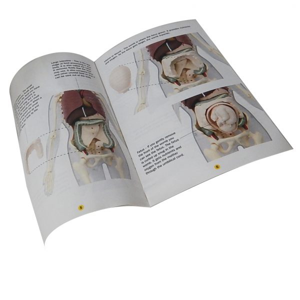 3 in 1 หุ่นโปร่งใสแสดงโครงกระดูกและอวัยวะภายในของหญิงตั้งครรภ์ (Pregnant Body Transparent DIY Model) - Image 10