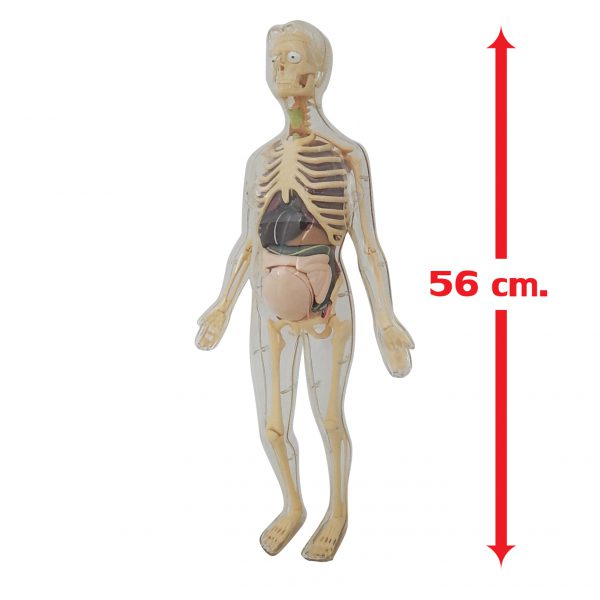 3 in 1 หุ่นโปร่งใสแสดงโครงกระดูกและอวัยวะภายในของหญิงตั้งครรภ์ (Pregnant Body Transparent DIY Model) - Image 4