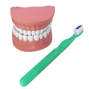 หุ่นจำลองฟันขนาดใหญ่ 28 ซี่ (Large Dental Model 28 Teeth)