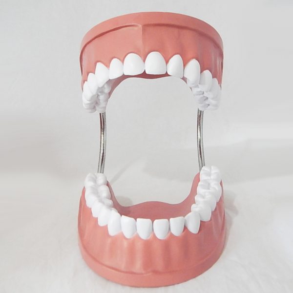 หุ่นจำลองฟันขนาดใหญ่ 28 ซี่ (Large Dental Model 28 Teeth) - Image 3