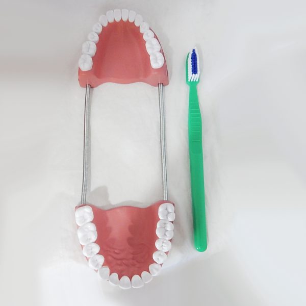 หุ่นจำลองฟันขนาดใหญ่ 28 ซี่ (Large Dental Model 28 Teeth) - Image 4