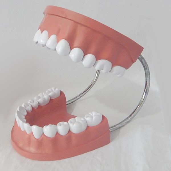 หุ่นจำลองฟันขนาดใหญ่ 28 ซี่ (Large Dental Model 28 Teeth) - Image 5
