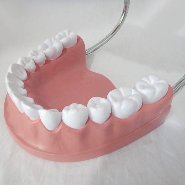 หุ่นจำลองฟันขนาดใหญ่ 28 ซี่ (Large Dental Model 28 Teeth) - Image 6