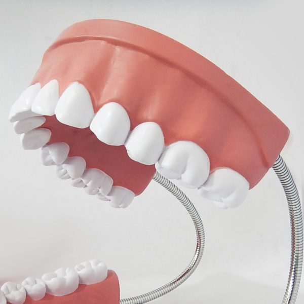 หุ่นจำลองฟันขนาดใหญ่ 28 ซี่ (Large Dental Model 28 Teeth) - Image 7