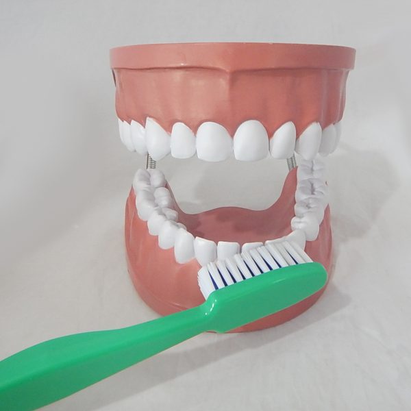 หุ่นจำลองฟันขนาดใหญ่ 28 ซี่ (Large Dental Model 28 Teeth) - Image 8