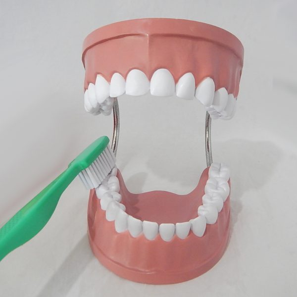 หุ่นจำลองฟันขนาดใหญ่ 28 ซี่ (Large Dental Model 28 Teeth) - Image 9