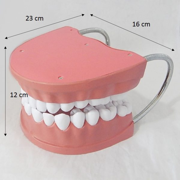 หุ่นจำลองฟันขนาดใหญ่ 28 ซี่ (Large Dental Model 28 Teeth) - Image 11