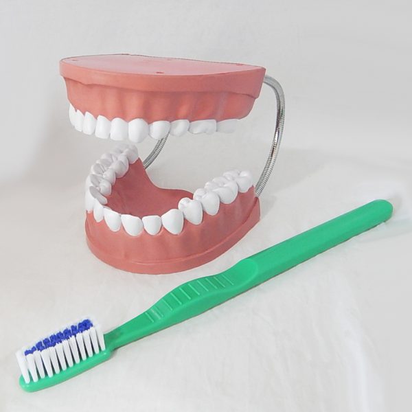 หุ่นจำลองฟันขนาดใหญ่ 28 ซี่ (Large Dental Model 28 Teeth) - Image 2