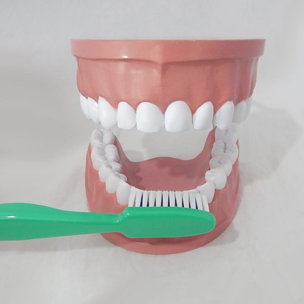หุ่นจำลองฟันขนาดใหญ่ 28 ซี่ (Large Dental Model 28 Teeth) - Image 10