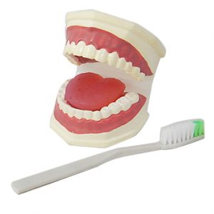 หุ่นจำลองฟันแบบมีลิ้น ขนาดเท่าของจริง (Life - Size Dental Care with Tongue Model)
