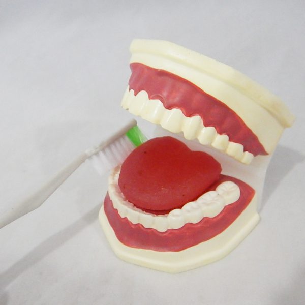 หุ่นจำลองฟันแบบมีลิ้น ขนาดเท่าของจริง (Life - Size Dental Care with Tongue Model) - Image 4
