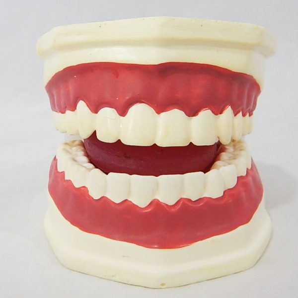 หุ่นจำลองฟันแบบมีลิ้น ขนาดเท่าของจริง (Life - Size Dental Care with Tongue Model) - Image 2