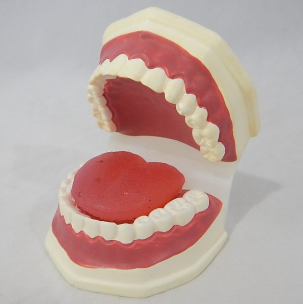 หุ่นจำลองฟันแบบมีลิ้น ขนาดเท่าของจริง (Life - Size Dental Care with Tongue Model) - Image 6