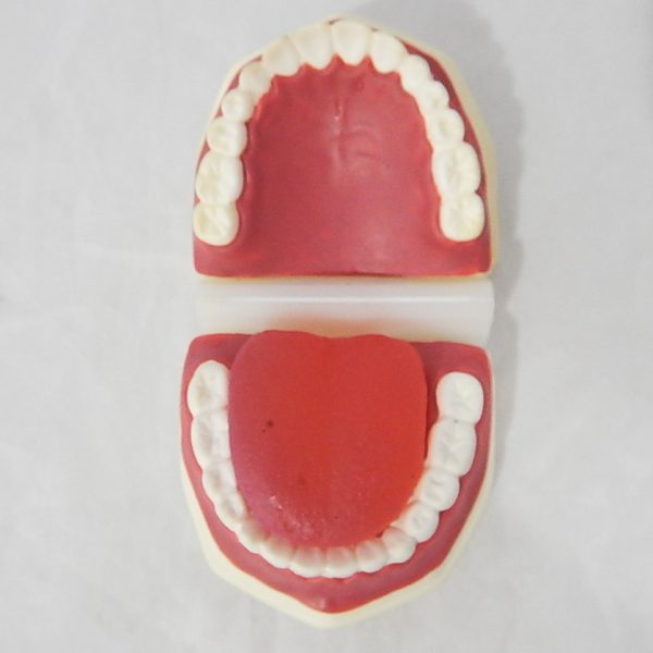 หุ่นจำลองฟันแบบมีลิ้น ขนาดเท่าของจริง (Life - Size Dental Care with Tongue Model) - Image 7