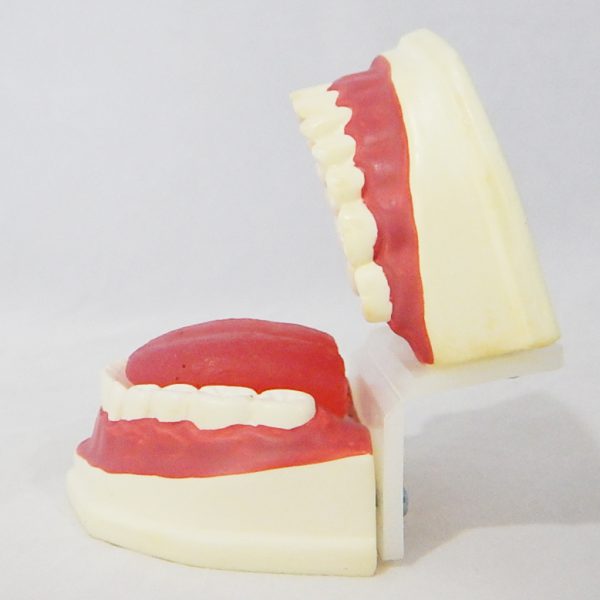 หุ่นจำลองฟันแบบมีลิ้น ขนาดเท่าของจริง (Life - Size Dental Care with Tongue Model) - Image 8
