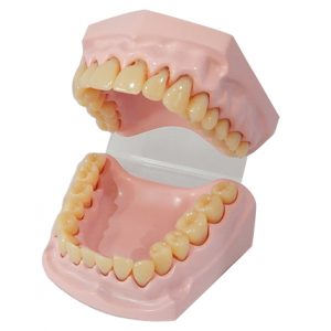 หุ่นจำลองฟันขนาดเล็ก 32 ซี่ (Small Dental Model 32 Teeth)
