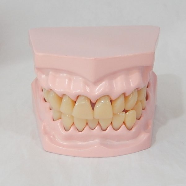 หุ่นจำลองฟันขนาดเล็ก 32 ซี่ (Small Dental Model 32 Teeth) - Image 2