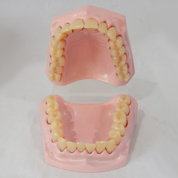 หุ่นจำลองฟันขนาดเล็ก 32 ซี่ (Small Dental Model 32 Teeth) - Image 3