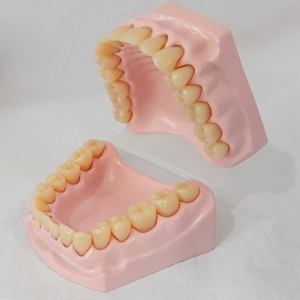 หุ่นจำลองฟันขนาดเล็ก 32 ซี่ (Small Dental Model 32 Teeth) - Image 4