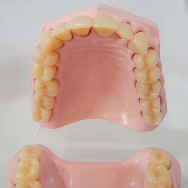 หุ่นจำลองฟันขนาดเล็ก 32 ซี่ (Small Dental Model 32 Teeth) - Image 5