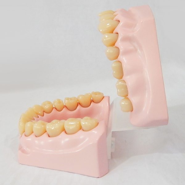 หุ่นจำลองฟันขนาดเล็ก 32 ซี่ (Small Dental Model 32 Teeth) - Image 6