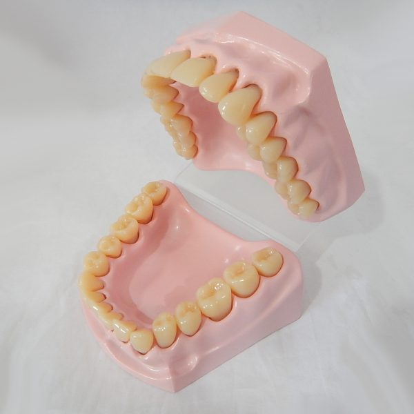 หุ่นจำลองฟันขนาดเล็ก 32 ซี่ (Small Dental Model 32 Teeth) - Image 7