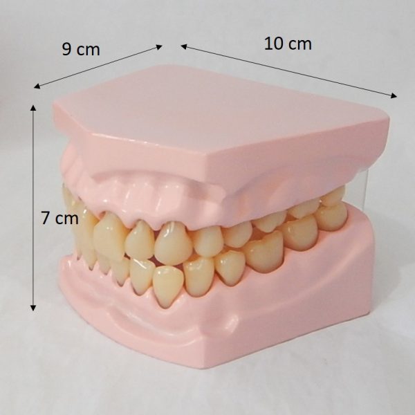 หุ่นจำลองฟันขนาดเล็ก 32 ซี่ (Small Dental Model 32 Teeth) - Image 8