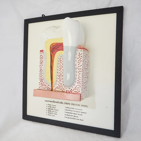 แบบจำลองโครงสร้างฟัน (Tooth Structure Model) - Image 2