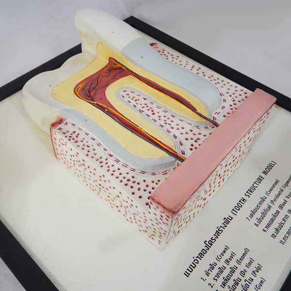 แบบจำลองโครงสร้างฟัน (Tooth Structure Model) - Image 3