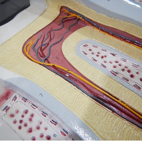 แบบจำลองโครงสร้างฟัน (Tooth Structure Model) - Image 6