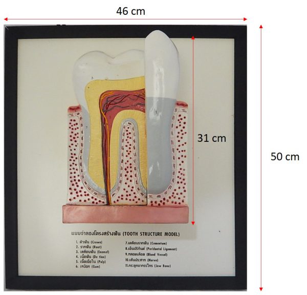 แบบจำลองโครงสร้างฟัน (Tooth Structure Model) - Image 7