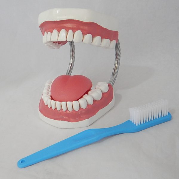 หุ่นจำลองฟันแบบมีลิ้น ขนาดใหญ่ (28 ซี่) (Large Dental Care with Tongue Model (28 teeth)) - Image 2