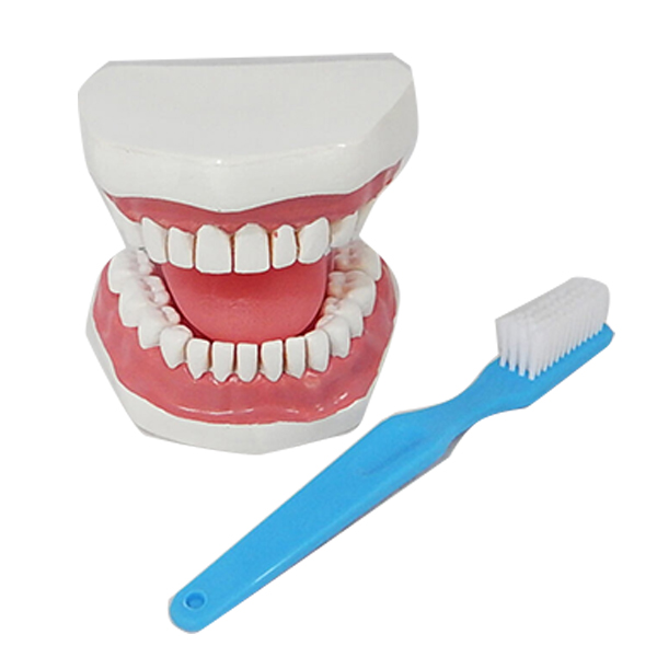 หุ่นจำลองฟันแบบมีลิ้น ขนาดใหญ่ (28 ซี่) (Large Dental Care with Tongue Model (28 teeth))