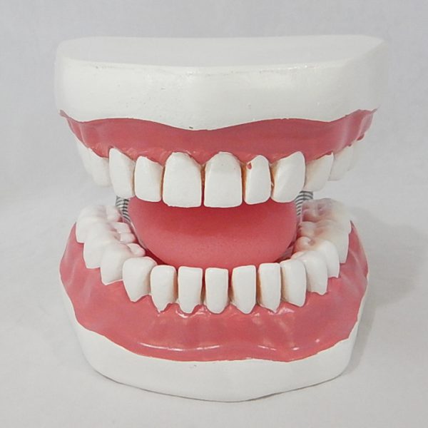 หุ่นจำลองฟันแบบมีลิ้น ขนาดใหญ่ (28 ซี่) (Large Dental Care with Tongue Model (28 teeth)) - Image 3