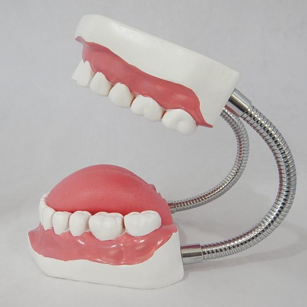 หุ่นจำลองฟันแบบมีลิ้น ขนาดใหญ่ (28 ซี่) (Large Dental Care with Tongue Model (28 teeth)) - Image 4