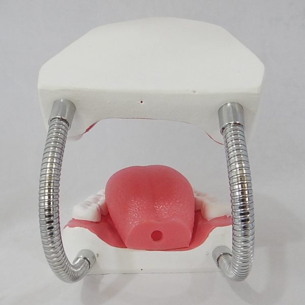 หุ่นจำลองฟันแบบมีลิ้น ขนาดใหญ่ (28 ซี่) (Large Dental Care with Tongue Model (28 teeth)) - Image 5