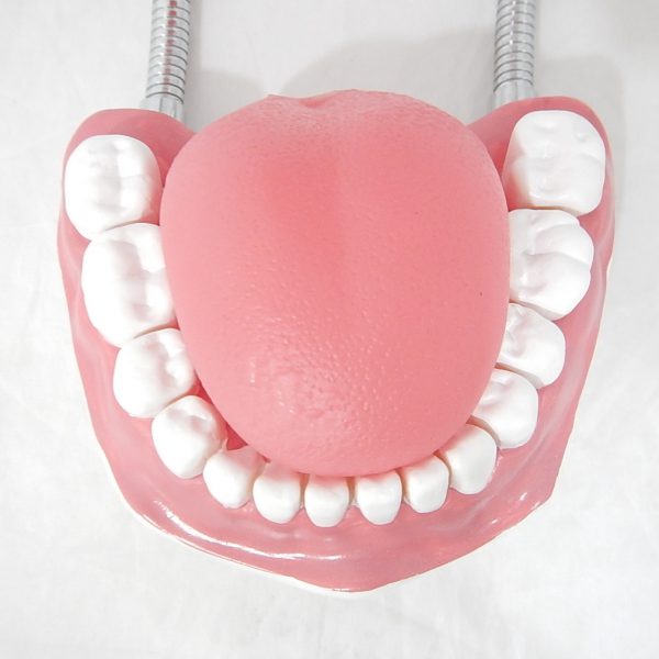 หุ่นจำลองฟันแบบมีลิ้น ขนาดใหญ่ (28 ซี่) (Large Dental Care with Tongue Model (28 teeth)) - Image 6
