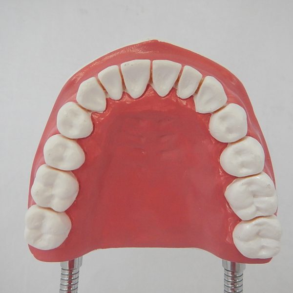 หุ่นจำลองฟันแบบมีลิ้น ขนาดใหญ่ (28 ซี่) (Large Dental Care with Tongue Model (28 teeth)) - Image 7