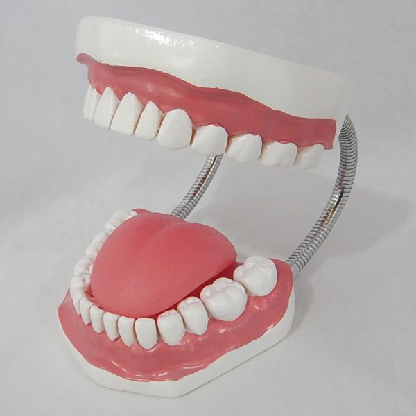 หุ่นจำลองฟันแบบมีลิ้น ขนาดใหญ่ (28 ซี่) (Large Dental Care with Tongue Model (28 teeth)) - Image 8