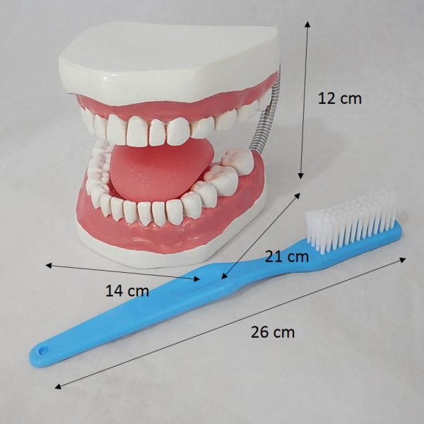 หุ่นจำลองฟันแบบมีลิ้น ขนาดใหญ่ (28 ซี่) (Large Dental Care with Tongue Model (28 teeth)) - Image 10