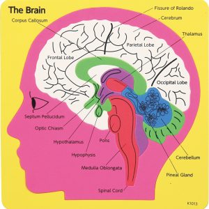 ชุดแผ่นต่อภาพสมองมนุษย์ (Human Brain Puzzle)