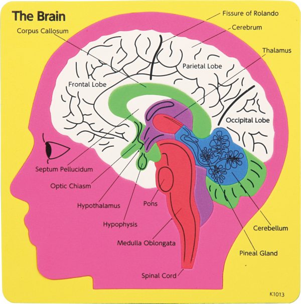 ชุดแผ่นต่อภาพสมองมนุษย์ (Human Brain Puzzle)