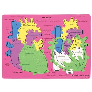 ชุดแผ่นต่อภาพหัวใจมนุษย์ (Human Heart Puzzle)
