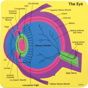 ชุดแผ่นต่อภาพดวงตามนุษย์ (Human Eye Puzzle)