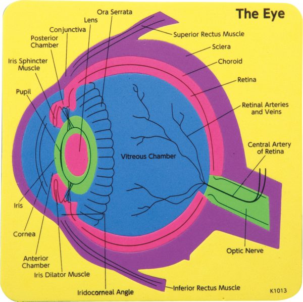 ชุดแผ่นต่อภาพดวงตามนุษย์ (Human Eye Puzzle)